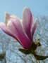 vignette Magnolia x soulangeana 'Pickard's Schmetterling'