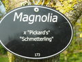 vignette Magnolia x soulangeana 'Pickard's Schmetterling'