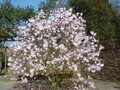 vignette Magnolia stellata 'Keskei Plena'