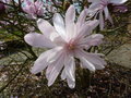 vignette Magnolia stellata 'Keskei Plena'