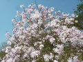 vignette Magnolia stellata 'Keskei Plena'