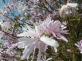 vignette Magnolia stellata 'Keskei Plena'