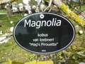 vignette Magnolia loebneri 'Mag's Pirouette'