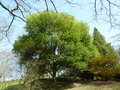 vignette Quercus glauca