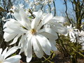 vignette Magnolia kobus var stellata 'Harvard Centennial'