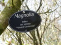 vignette Magnolia kobus var stellata 'Harvard Centennial'