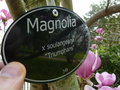 vignette Magnolia x soulangeana 'Triumphans'