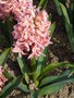 vignette Hyacinthus orientalis 'Gipsy Queen'