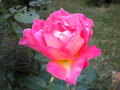 vignette rose du jardin