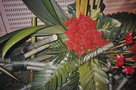 vignette Alpinia purpurata 'Tahitian'