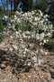 vignette Magnolia x kewensis 'Parson's Clone'