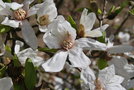 vignette Magnolia x kewensis 'Parson's Clone'