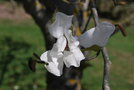 vignette Magnolia kobus 'Wada's Arboreal Form'