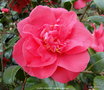vignette Camlia ' LAURA WALKER ' camellia japonica