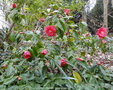 vignette Camlia ' RED ENSIGN ' camellia japonica