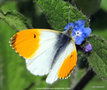 vignette Aurore (Anthocharis cardamines ) mle, papillon