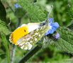 vignette Aurore (Anthocharis cardamines ) mle, papillon