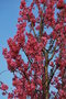 vignette Prunus cv.