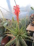 vignette aloes spinosissima