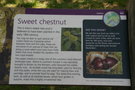vignette Heritage Tree : Castanea sativa - Sweet chestnut
