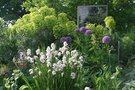 vignette Libertia grandiflora et Allium