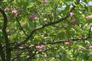 vignette Prunus 'Shirofugen'