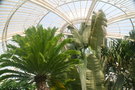 vignette Kew Gardens - grande serre aux palmiers - Palm House