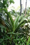 vignette Kew Gardens - grande serre aux palmiers - Palm House