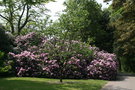 vignette Rhododendron Dell - Vallon des Rododendrons