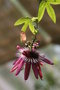 vignette Jardin des sens - Secluded Garden : Passiflora x caeruleo-Racemosa