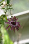 vignette Jardin des sens - Secluded Garden : Passiflora x caeruleo-Racemosa