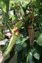 vignette Jardin des sens - Secluded Garden : Nepenthes