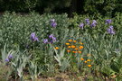 vignette Iris et Escholtzia californica - pavot de Californie