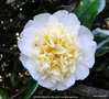 vignette Camlia ' BRUSHFIELD'S YELLOW ' camellia japonica
