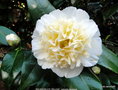 vignette Camlia ' BRUSHFIELD'S YELLOW ' camellia japonica