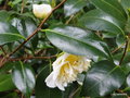 vignette Camlia ' BRUSHFIELD'S YELLOW ' ou ' GWENNETH MOREY ' camellia japonica  ?