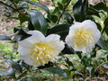 vignette Camlia ' BRUSHFIELD'S YELLOW ' ou ' GWENNETH MOREY ' camellia japonica  ?