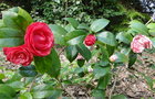vignette Camlia ' CAMPARI ' camellia japonica, mutation sur plant bicolore