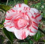 vignette Camlia ' CAMPARI ' camellia japonica