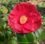 vignette Camlia ' ANTARES ' camellia japonica