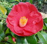 vignette Camlia ' ANTARES ' camellia japonica