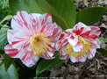 vignette Camlia ' SMELLIE NELLIE  ' camellia japonica, parfum