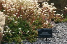 vignette Saxifraga bronchialis ssp austromontana