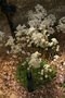 vignette Saxifraga paniculata ssp cartlaginea