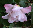 vignette Camlia ' BALLET DANCER ' camellia japonica