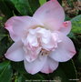 vignette Camlia ' BALLET DANCER ' camellia japonica