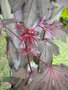 vignette hibiscus acetosella