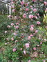 vignette Camlia ' SPRING FESTIVAL ' camellia hybride de cuspidata