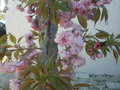 vignette Prunus cerrulata (floraison)