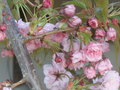 vignette Prunus serrulata (floraison)